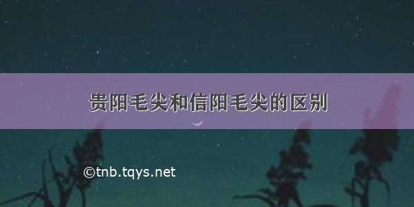 贵阳毛尖和信阳毛尖的区别