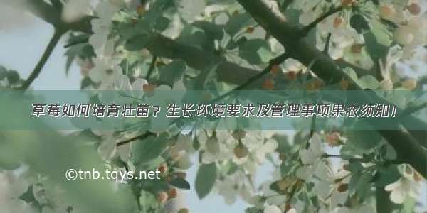 草莓如何培育壮苗？生长环境要求及管理事项果农须知！