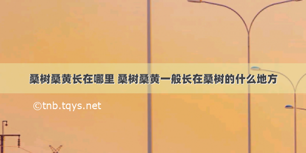 桑树桑黄长在哪里 桑树桑黄一般长在桑树的什么地方