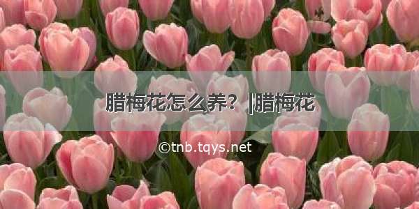 腊梅花怎么养？|腊梅花