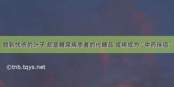 甜到忧伤的叶子 却是糖尿病患者的代糖品 或将成为“中药伴侣”