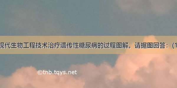 下图是利用现代生物工程技术治疗遗传性糖尿病的过程图解。请据图回答：(1)结构a表示；