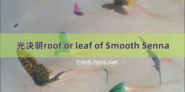 光决明root or leaf of Smooth Senna