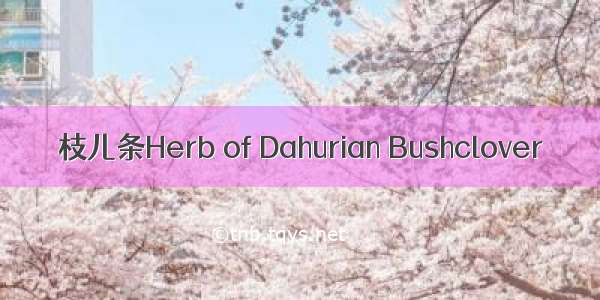 枝儿条Herb of Dahurian Bushclover