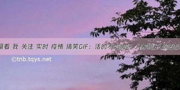 刷新 翻看 我 关注 实时 疫情 搞笑GIF：活的不如狗呀 人家狗子都吃雪花牛肉