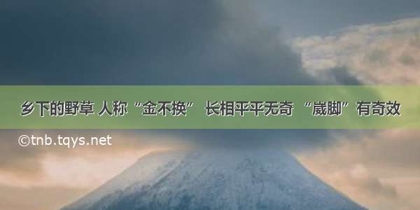 乡下的野草 人称“金不换” 长相平平无奇 “崴脚”有奇效