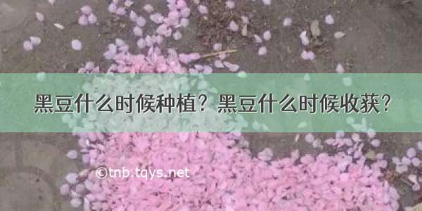 黑豆什么时候种植？黑豆什么时候收获？