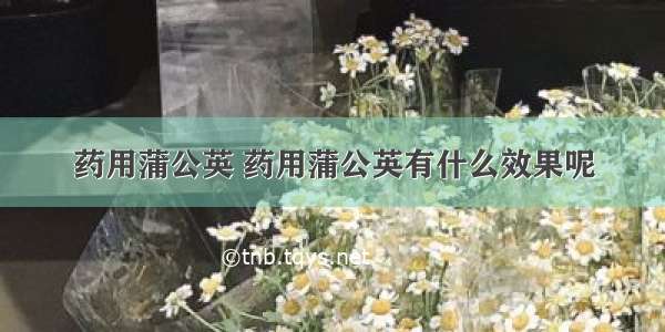 药用蒲公英 药用蒲公英有什么效果呢