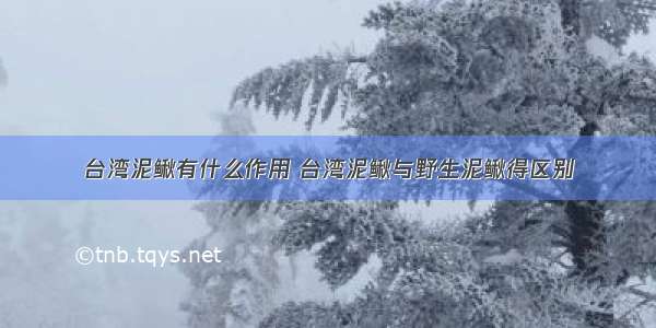 台湾泥鳅有什么作用 台湾泥鳅与野生泥鳅得区别