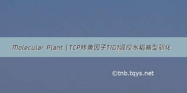 Molecular Plant | TCP转录因子TIG1调控水稻株型驯化