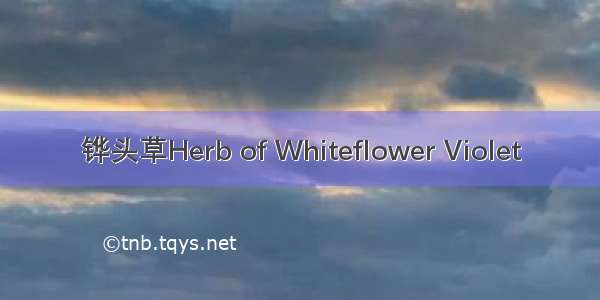 铧头草Herb of Whiteflower Violet