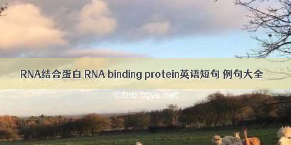 RNA结合蛋白 RNA binding protein英语短句 例句大全