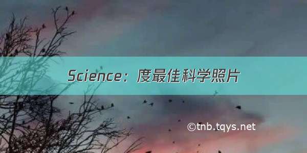 Science：度最佳科学照片