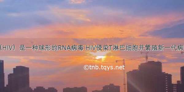 艾滋病病毒（HIV）是一种球形的RNA病毒 HIV侵染T淋巴细胞并繁殖新一代病毒的过程示意