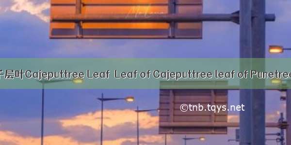 白千层叶Cajeputtree Leaf  Leaf of Cajeputtree leaf of Punetree