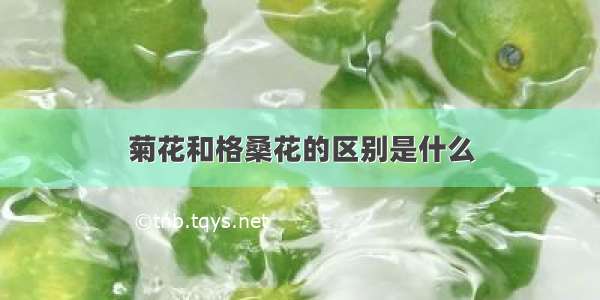 菊花和格桑花的区别是什么