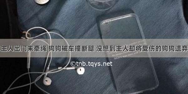 主人出门未牵绳 狗狗被车撞断腿 没想到主人却将受伤的狗狗遗弃