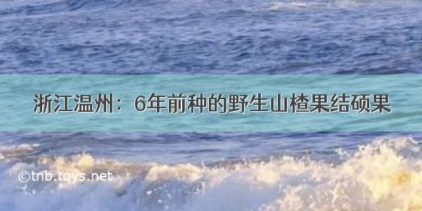 浙江温州：6年前种的野生山楂果结硕果