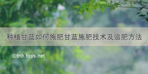 种植甘蓝如何施肥甘蓝施肥技术及追肥方法