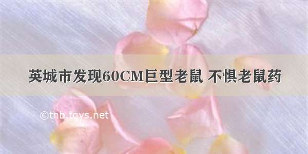 英城市发现60CM巨型老鼠 不惧老鼠药