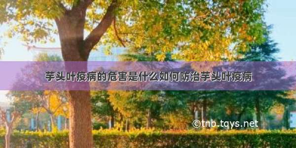 芋头叶疫病的危害是什么如何防治芋头叶疫病