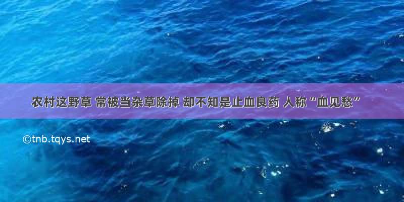 农村这野草 常被当杂草除掉 却不知是止血良药 人称“血见愁”