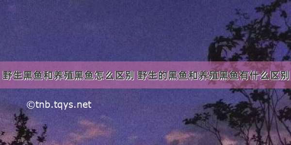 野生黑鱼和养殖黑鱼怎么区别 野生的黑鱼和养殖黑鱼有什么区别