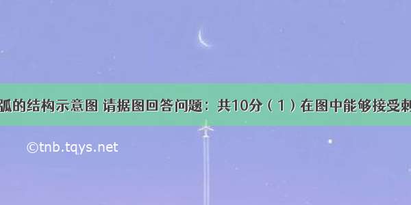 右图是反射弧的结构示意图 请据图回答问题：共10分（1）在图中能够接受刺激并产生神