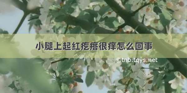 小腿上起红疙瘩很痒怎么回事