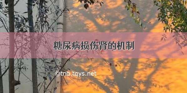 糖尿病损伤肾的机制