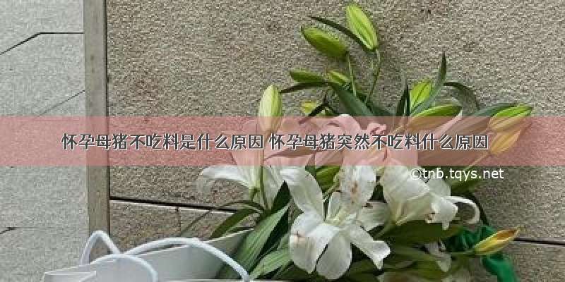 怀孕母猪不吃料是什么原因 怀孕母猪突然不吃料什么原因