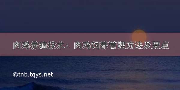 肉鸡养殖技术：肉鸡饲养管理方法及要点