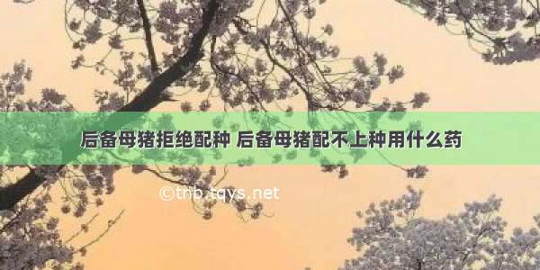 后备母猪拒绝配种 后备母猪配不上种用什么药