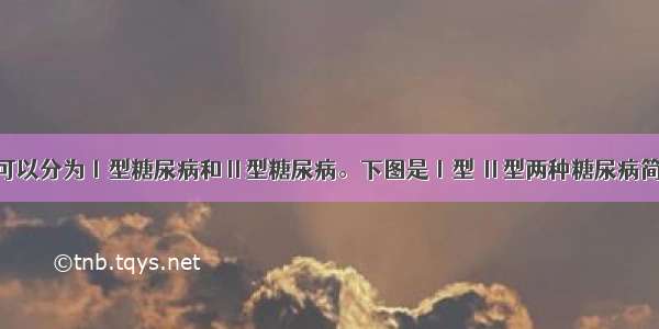 人类糖尿病可以分为Ⅰ型糖尿病和Ⅱ型糖尿病。下图是Ⅰ型 Ⅱ型两种糖尿病简要发病机理