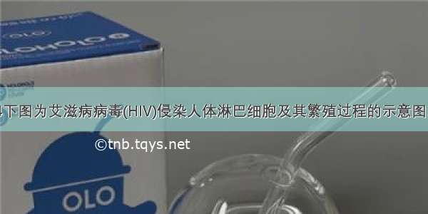 （14分）14下图为艾滋病病毒(HIV)侵染人体淋巴细胞及其繁殖过程的示意图。请据图分析