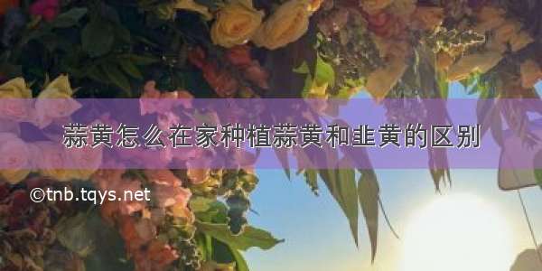 蒜黄怎么在家种植蒜黄和韭黄的区别