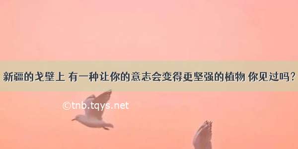 新疆的戈壁上 有一种让你的意志会变得更坚强的植物 你见过吗？