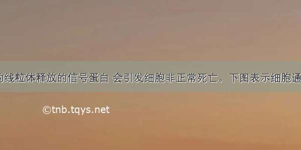 细胞内受损后的线粒体释放的信号蛋白 会引发细胞非正常死亡。下图表示细胞通过&ldquo;自噬