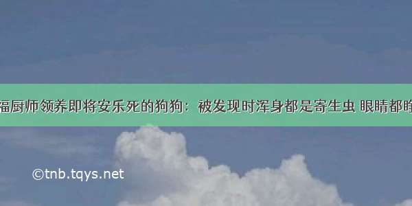 李延福厨师领养即将安乐死的狗狗：被发现时浑身都是寄生虫 眼睛都睁不开