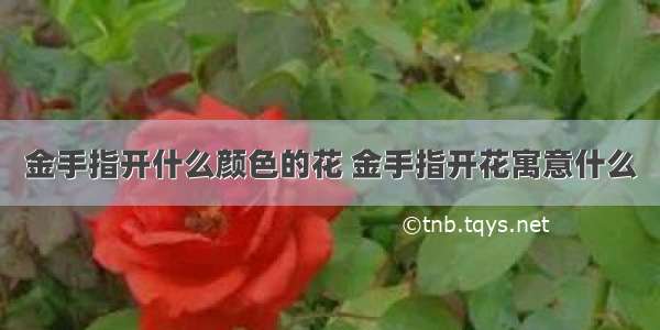 金手指开什么颜色的花 金手指开花寓意什么