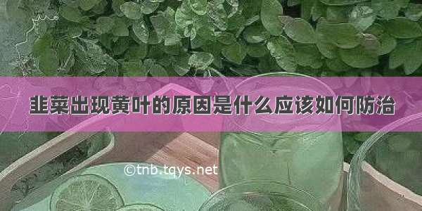 韭菜出现黄叶的原因是什么应该如何防治