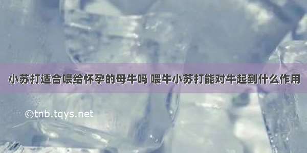 小苏打适合喂给怀孕的母牛吗 喂牛小苏打能对牛起到什么作用