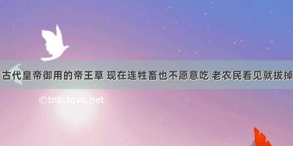 古代皇帝御用的帝王草 现在连牲畜也不愿意吃 老农民看见就拔掉