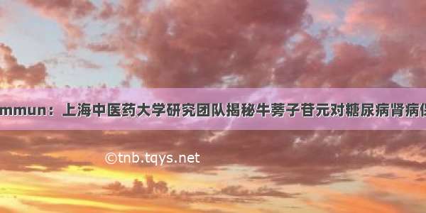 Nat Commun：上海中医药大学研究团队揭秘牛蒡子苷元对糖尿病肾病保护机制