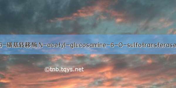 N-乙酰氨基葡萄糖-6-磺基转移酶 N-acetyl-glucosamine-6-O-sulfotransferase英语短句 例句大全