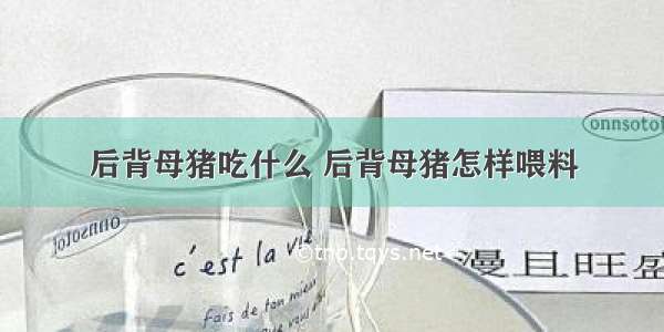 后背母猪吃什么 后背母猪怎样喂料