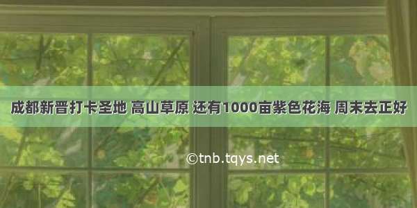 成都新晋打卡圣地 高山草原 还有1000亩紫色花海 周末去正好