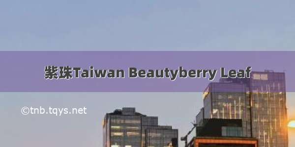 紫珠Taiwan Beautyberry Leaf