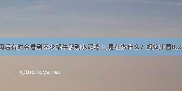 雨后有时会看到不少蜗牛爬到水泥墙上 是在做什么？蚂蚁庄园8.22