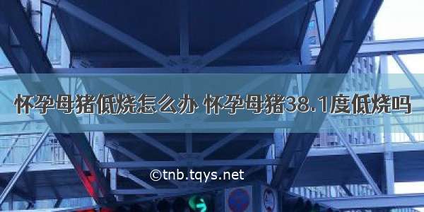 怀孕母猪低烧怎么办 怀孕母猪38.1度低烧吗